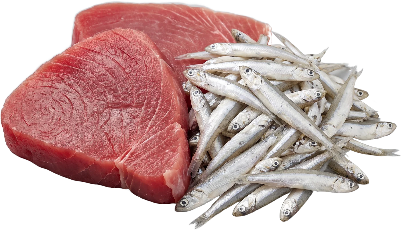 Suroviny receptury P10: kusy tuňáka a hrst drobných rybek